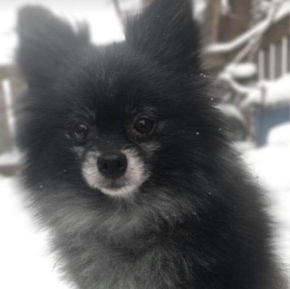 Meet your Posher, ABS - Picture 1 of 1